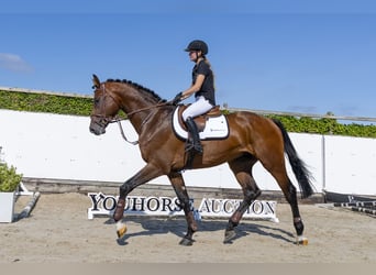 Westfaal, Hengst, 3 Jaar, 176 cm, Bruin