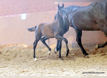 Westfaal, Hengst, 3 Jaar