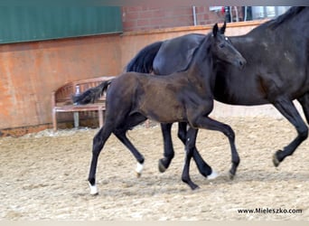 Westfaal, Hengst, 3 Jaar