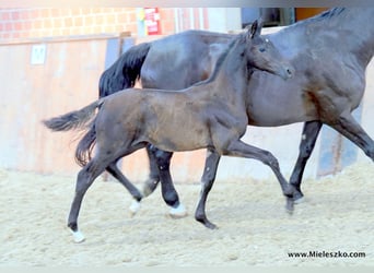 Westfaal, Hengst, 3 Jaar