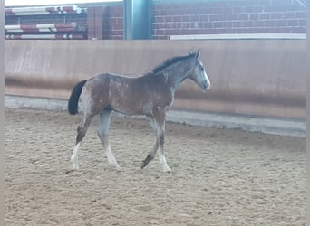 Westfaal, Hengst, 3 Jaar, Schimmel