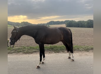 Westfaal, Hengst, 4 Jaar, 161 cm, Donkerbruin
