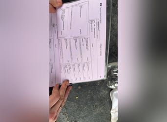 Westfaal, Hengst, 4 Jaar, 166 cm, Donkere-vos