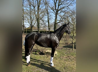 Westfaal, Hengst, 4 Jaar, 168 cm, Zwart