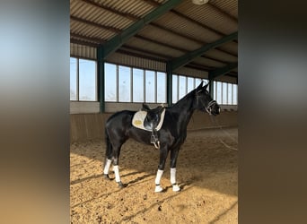 Westfaal, Hengst, 4 Jaar, 168 cm, Zwart
