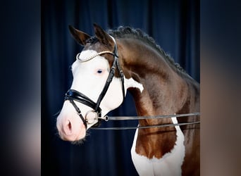 Westfaal, Hengst, 5 Jaar, 150 cm, Gevlekt-paard