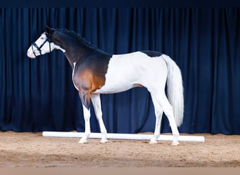 Westfaal, Hengst, 5 Jaar, 150 cm, Gevlekt-paard