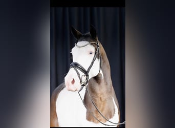 Westfaal, Hengst, 5 Jaar, 150 cm, Gevlekt-paard