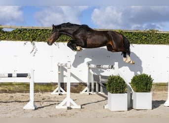 Westfaal, Hengst, 5 Jaar, 164 cm