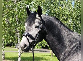 Westfale, Hengst, 5 Jahre, 167 cm, Schimmel