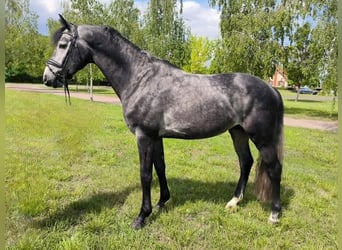 Westfale, Hengst, 5 Jahre, 167 cm, Schimmel