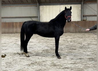 Westfaal, Hengst, 5 Jaar, 168 cm, Zwart