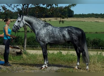 Westfaal, Hengst, 6 Jaar, 164 cm, Schimmel