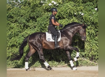 Westfaal, Hengst, 6 Jaar, 184 cm, Donkerbruin