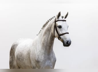 Westfaal, Hengst, 7 Jaar, 164 cm, Schimmel