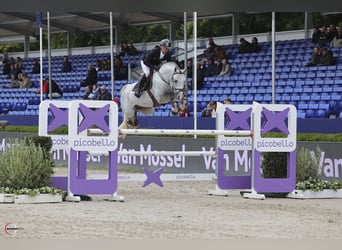 Westfaal, Hengst, 8 Jaar, 171 cm, Schimmel