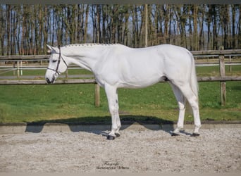 Westfaal, Hengst, 9 Jaar, 168 cm, Schimmel