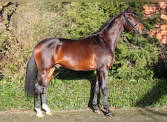 Westfaal, Hengst, 5 Jaar, 168 cm, Bruin