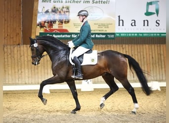 Westfaal, Hengst, 7 Jaar, 169 cm, Bruin