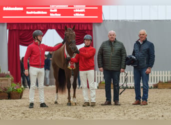 Westfaal, Hengst, 3 Jaar, 166 cm, Donkere-vos