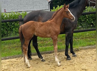 Westfaal, Hengst, Veulen (05/2025), 168 cm, Donkere-vos