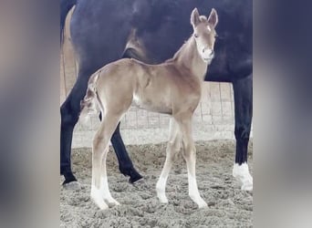 Westfaal, Hengst, , 169 cm, Donkere-vos