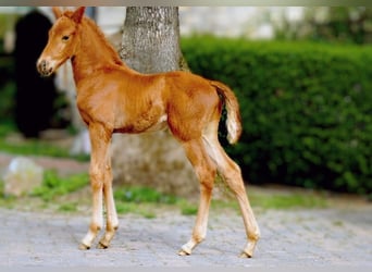 Westfaal, Hengst, Veulen (03/2026), 170 cm, Donkere-vos