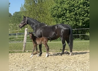 Westfaal, Hengst, Veulen (05/2025), 172 cm, Donkerbruin