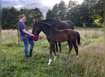 Westfaal, Hengst, Veulen (05/2025), 172 cm, Donkerbruin