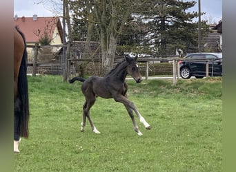 Westfaal, Hengst, veulen (04/2023), 172 cm, Zwartbruin