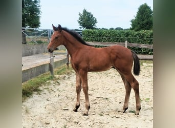 Westfaal, Hengst, Veulen (06/2025), 175 cm, Bruin