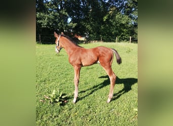 Westfaal, Hengst, Veulen (06/2025), 175 cm, Bruin