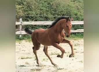 Westfaal, Hengst, Veulen (06/2025), 175 cm, Bruin