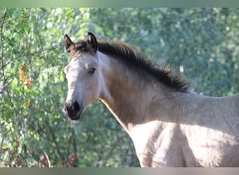 Westfaal, Hengst, Veulen (04/2025), 175 cm, Buckskin