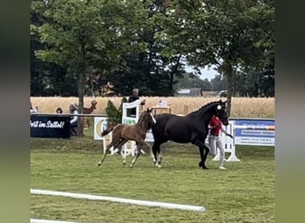 Westfaal, Hengst, veulen (05/2024), Brauner