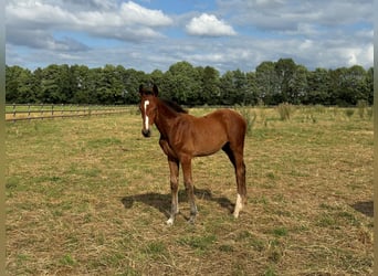 Westfaal, Hengst, veulen (04/2024), Brauner