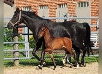 Westfaal, Hengst, veulen (06/2024), Bruin