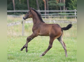 Westfaal, Hengst, Veulen (06/2025), Bruin