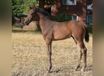 Westfaal, Hengst, Veulen (06/2025), Bruin
