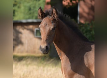 Westfaal, Hengst, Veulen (06/2025), Bruin