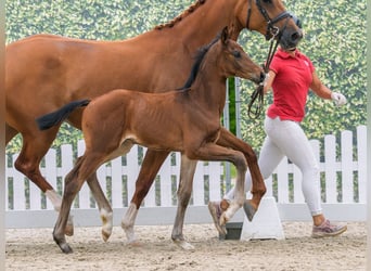Westfaal, Hengst, Veulen (05/2026), Bruin