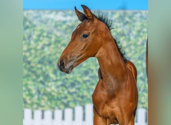 Westfaal, Hengst, Veulen (06/2026), Bruin