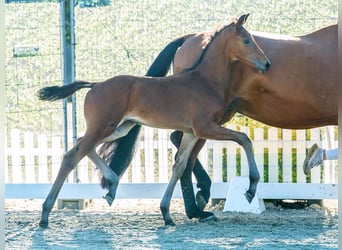 Westfaal, Hengst, Veulen (06/2026), Bruin