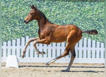 Westfaal, Hengst, Veulen (05/2026), Bruin