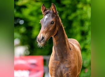 Westfaal, Hengst, Veulen (03/2026), Bruin