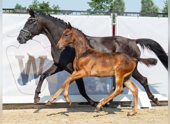 Westfaal, Hengst, veulen (05/2024), Bruin