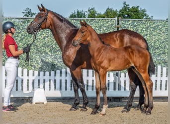 Westfaal, Hengst, Veulen (06/2025), Bruin