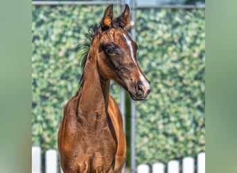 Westfaal, Hengst, Veulen (04/2025), Bruin
