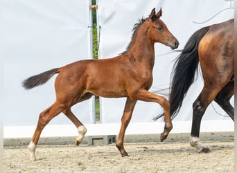 Westfaal, Hengst, veulen (06/2024), Bruin