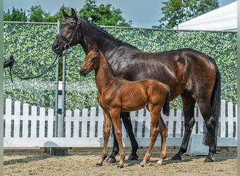 Westfaal, Hengst, Veulen (06/2025), Bruin